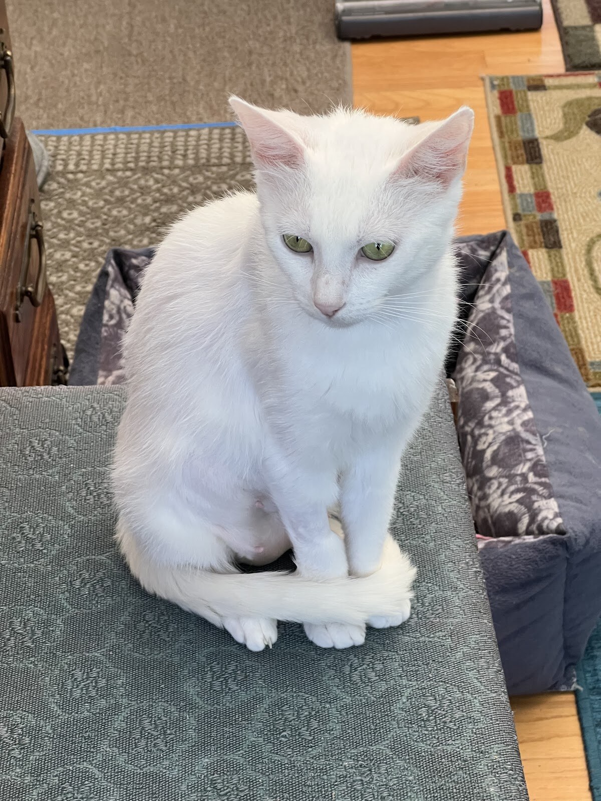 Friends of The Alameda Animal Shelter