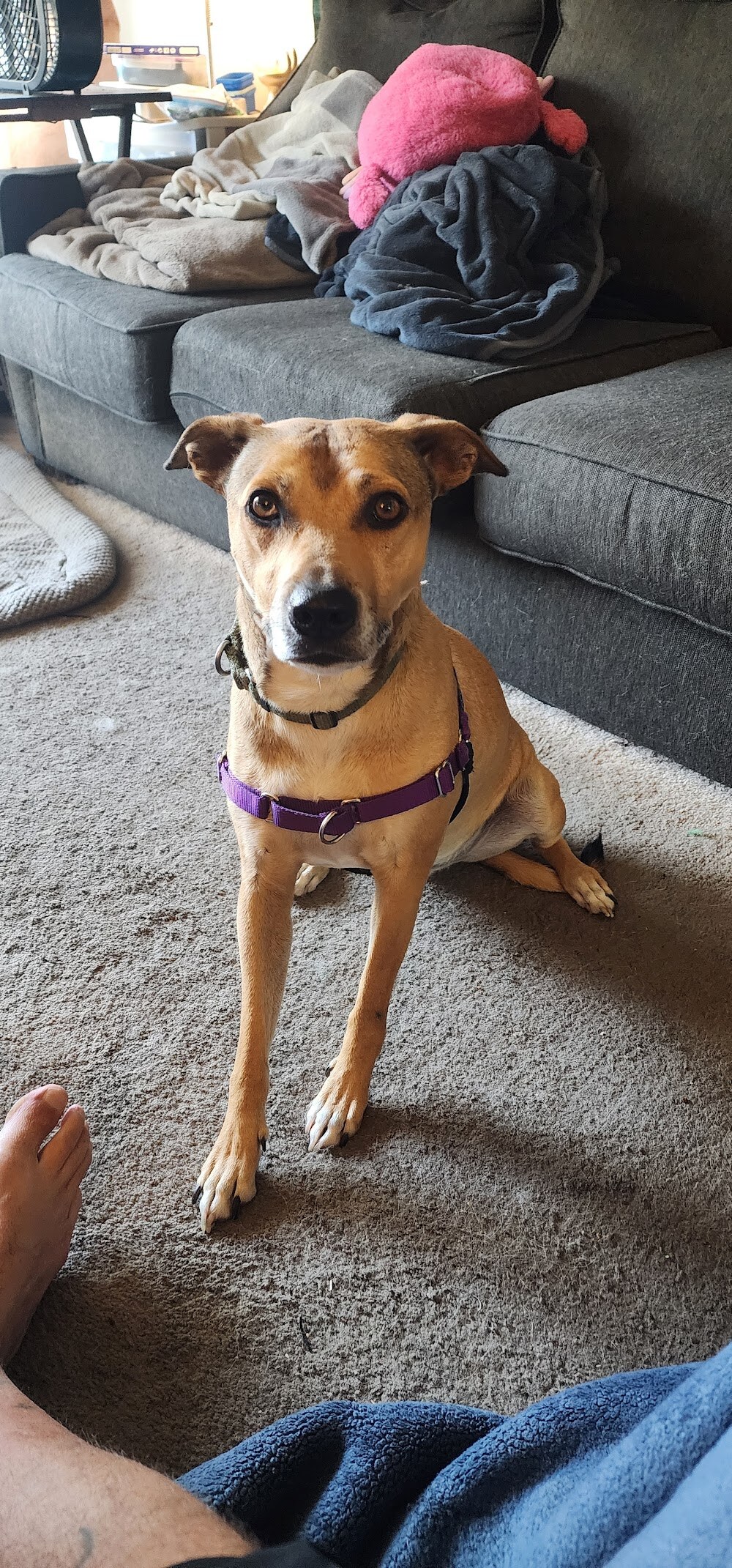 Friends of The Alameda Animal Shelter photo