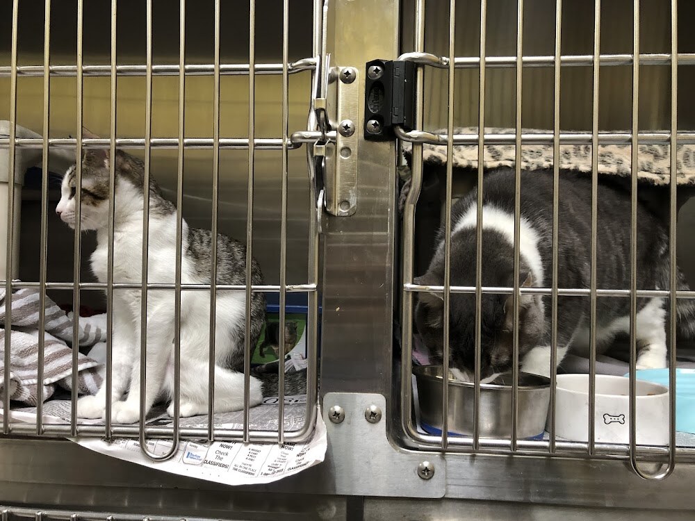 Friends of The Alameda Animal Shelter photo