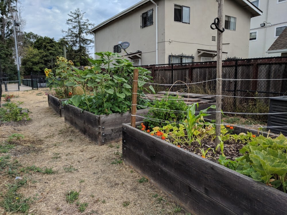 Cesar Chavez Community Garden photo