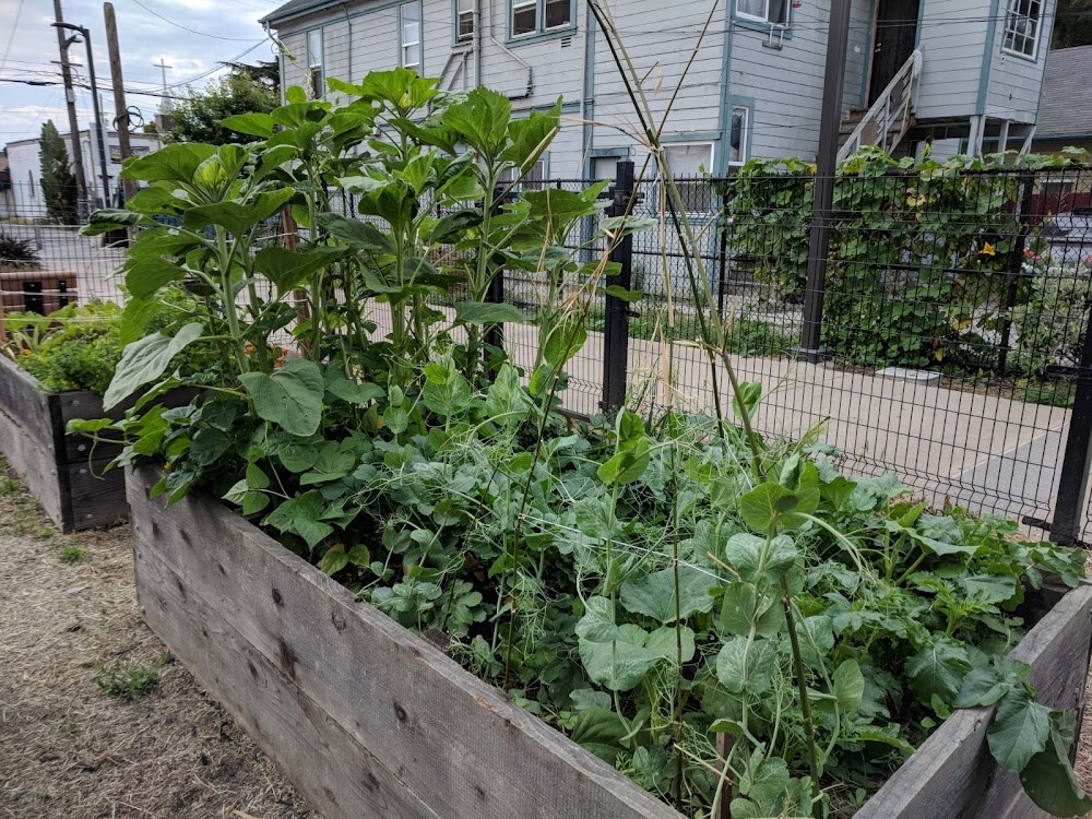 Cesar Chavez Community Garden photo