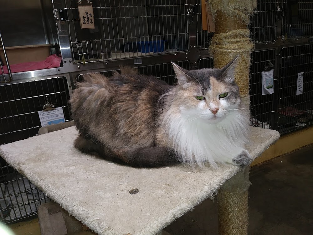 Friends of The Alameda Animal Shelter photo