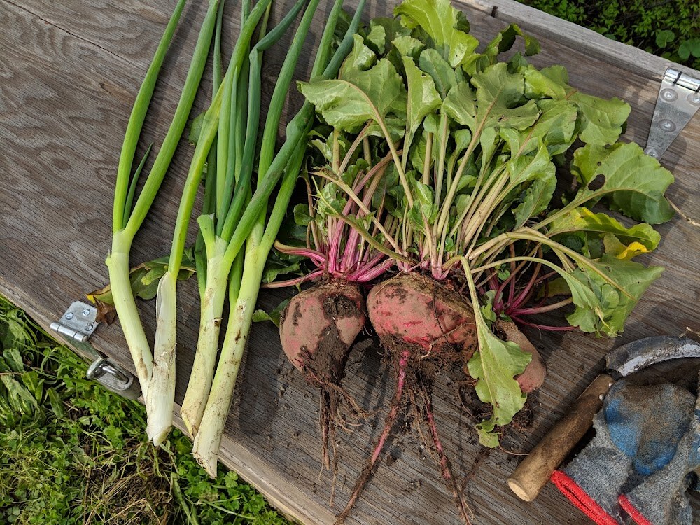 Cesar Chavez Community Garden photo