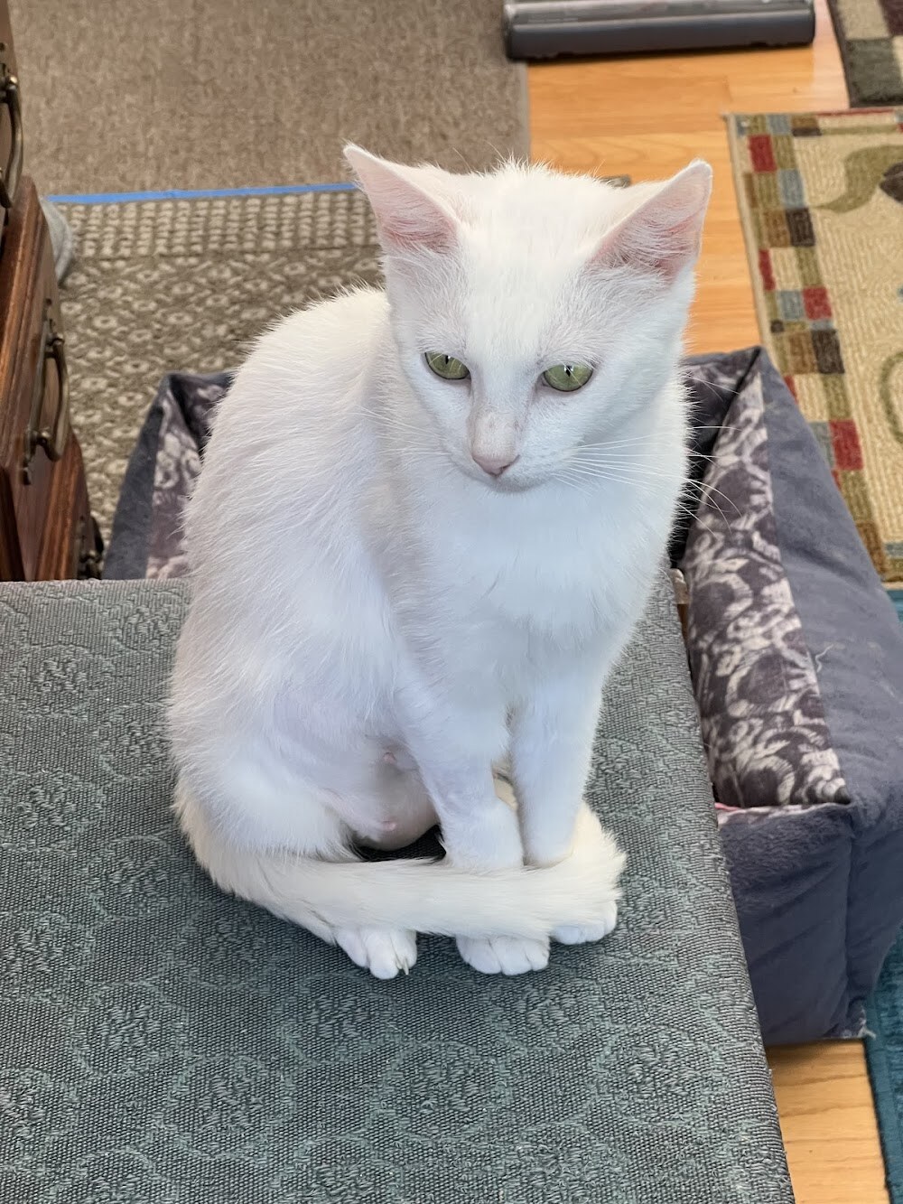 Friends of The Alameda Animal Shelter photo