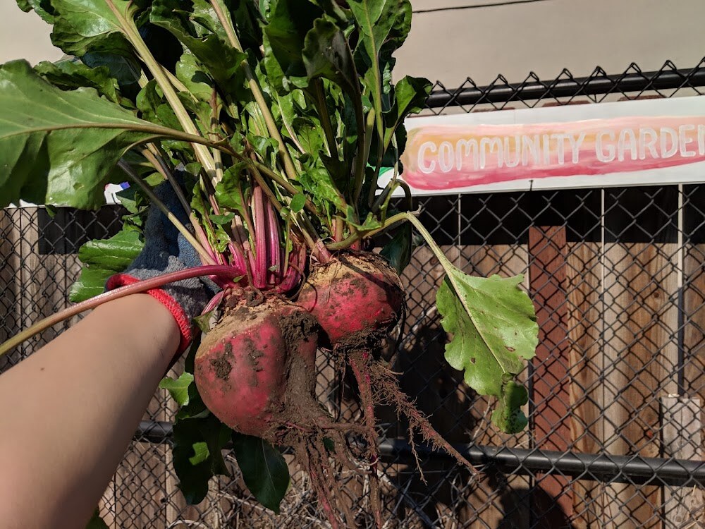 Cesar Chavez Community Garden