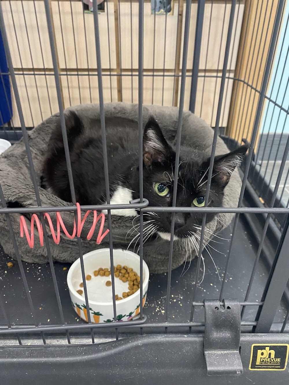 Friends of The Alameda Animal Shelter photo