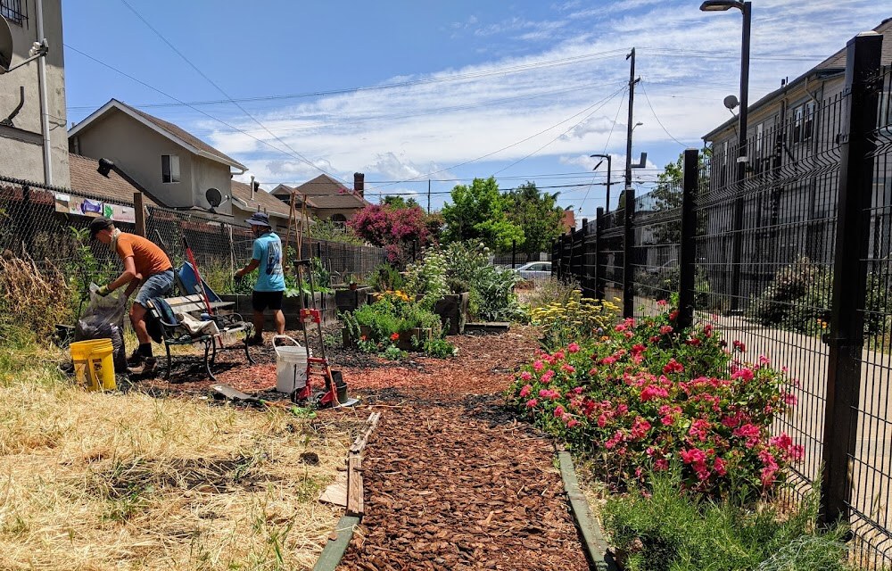 Cesar Chavez Community Garden photo