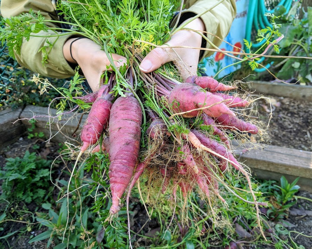 Cesar Chavez Community Garden photo