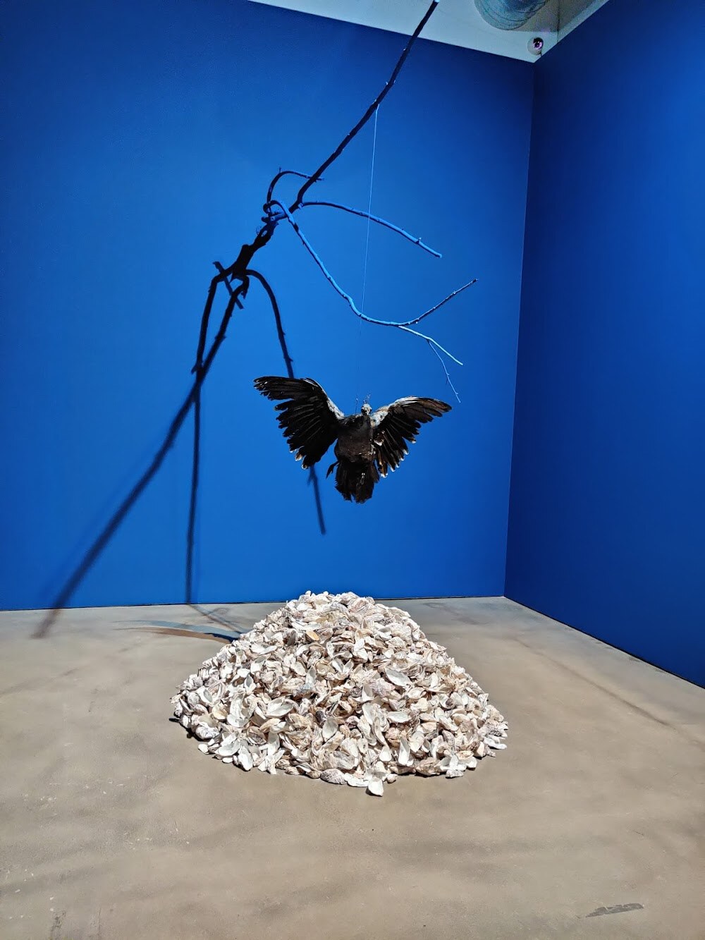 Institute of Contemporary Art San Jose photo